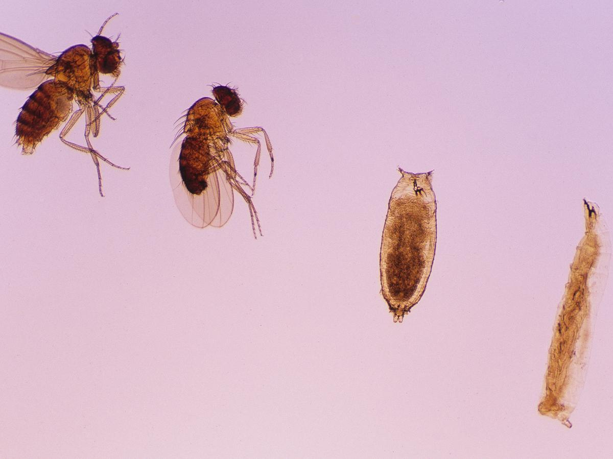 The first wiring map of an insect's brain hints at incredible ...