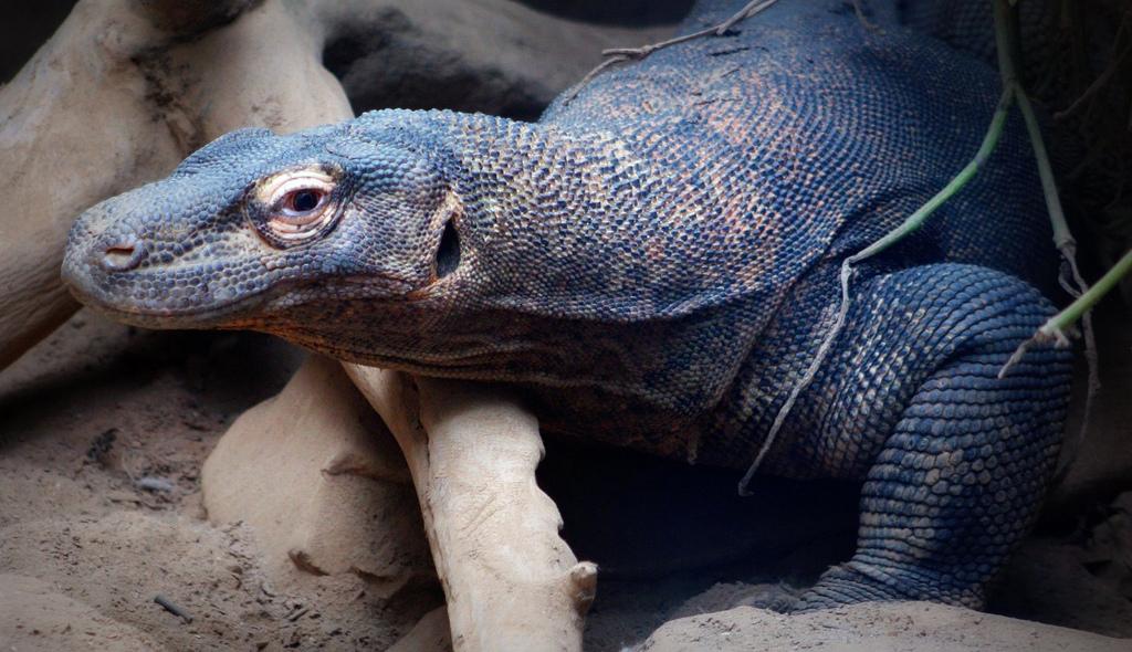 Komodo Dragons On Display At Nashville Zoo | WNYC | New York Public