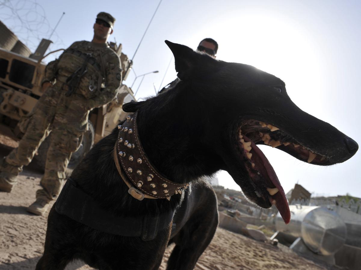 Как выглядят боевые собаки Advocates Say Military Dogs Aren't Pets - They're Veterans Morning Edition WNYC