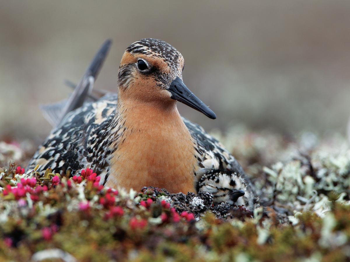 U.S. Gets Middling Marks On 2014 'State Of Birds' Report Card | All