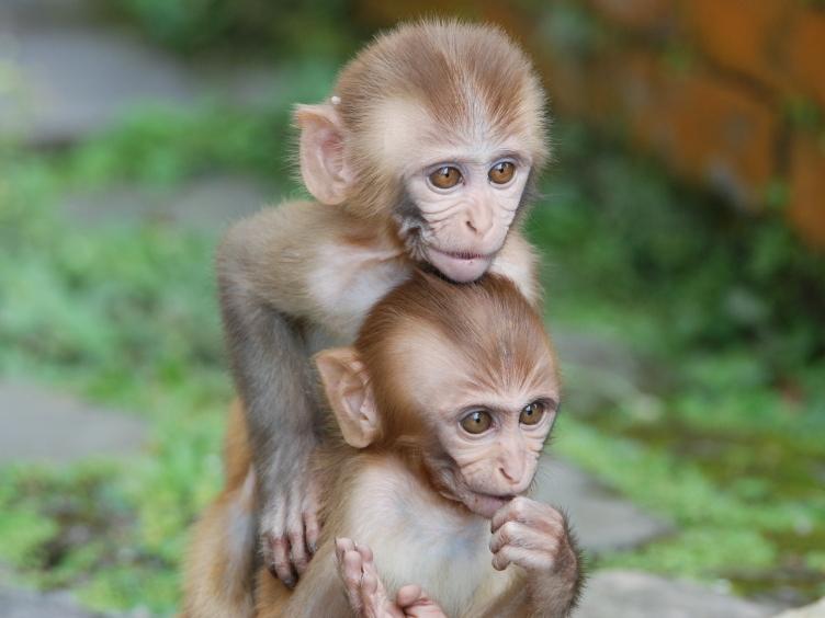 Still Now, Should Lab Monkeys Be Deprived Of Their Mothers? | WNYC ...