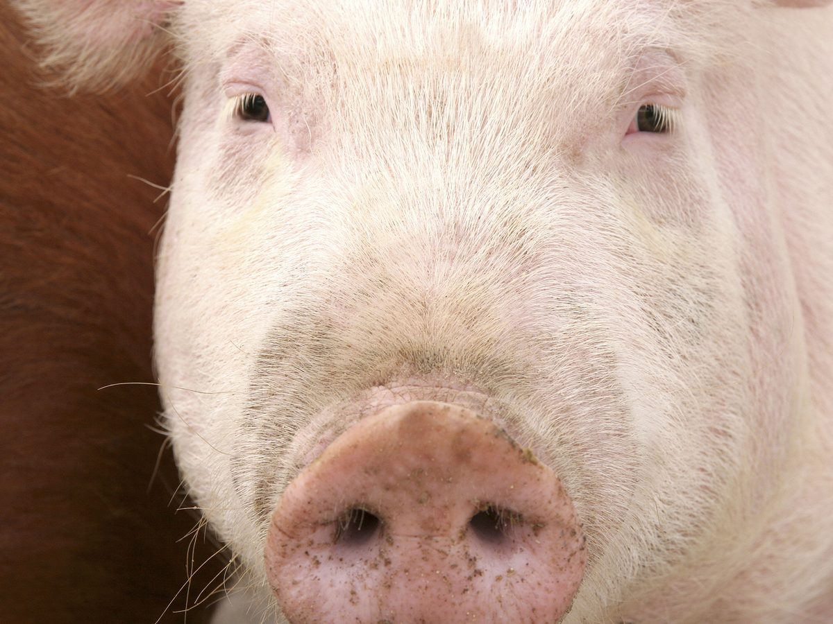 Everything But The Squeal: How The Hog Industry Cuts Food Waste | WNYC ...