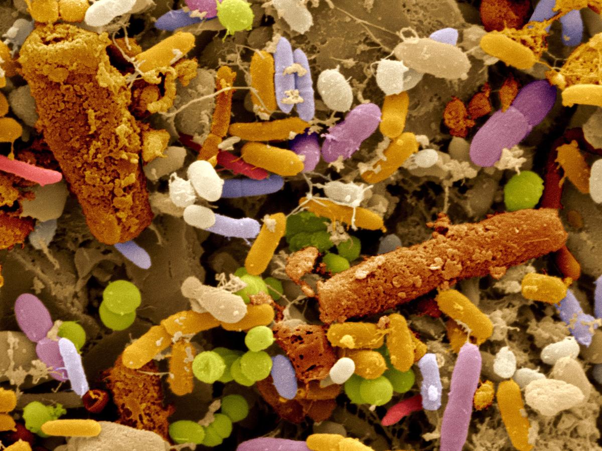 Микрофлора животного. Микробиота кишечника микробиология. Бактерии для микрофлоры. Полезные бактерии микрофлоры.