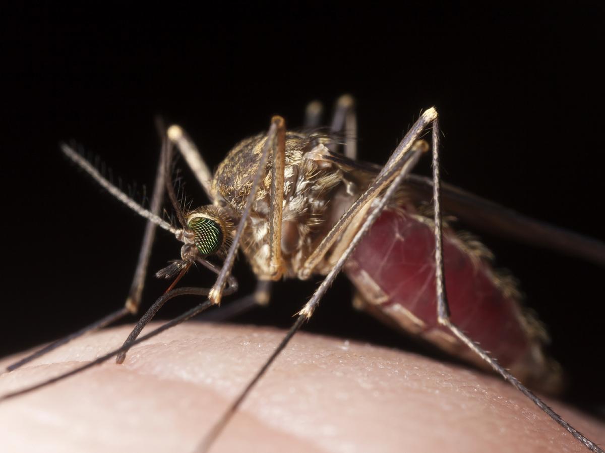 Why Do Mosquitoes Like To Bite You Best? It's In Your Genes Morning
