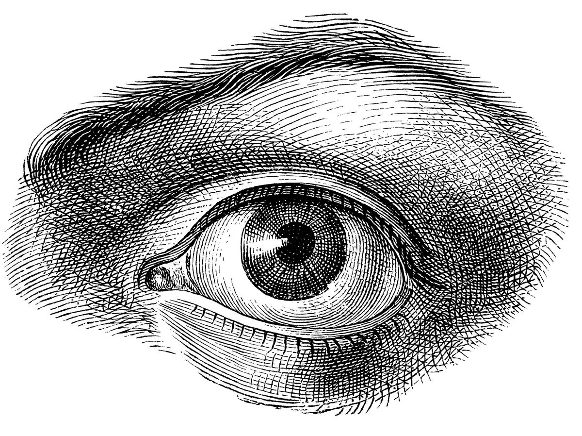 Человеческий глаз гравюра