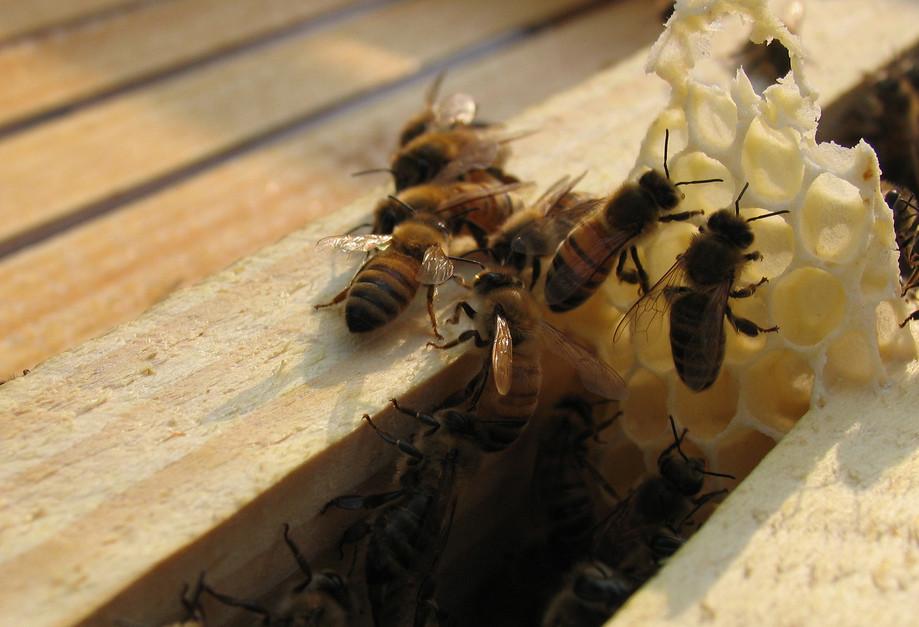 Turns Out Bees Are Like Us: Eating Poorly, Not Sleeping Well And ...