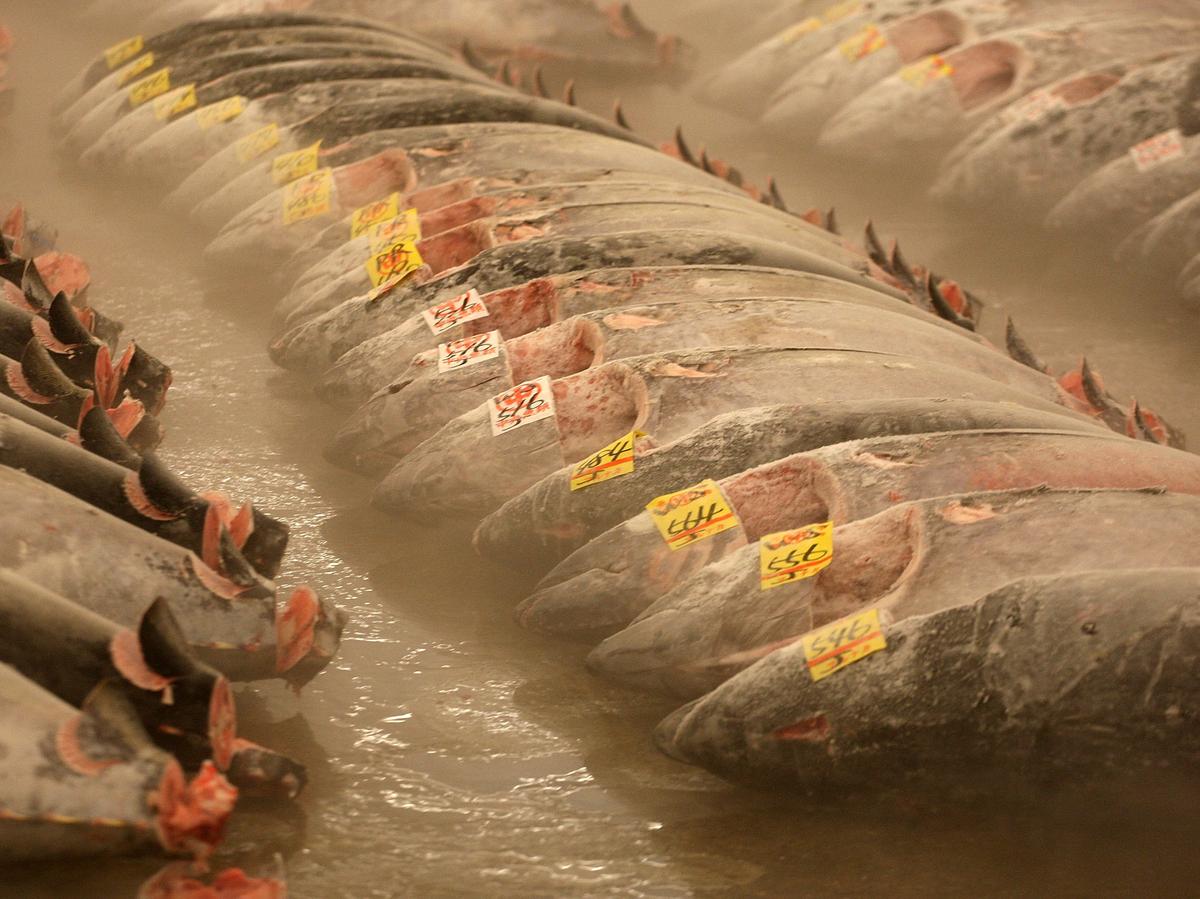 Why Freezing Didn't Keep Sushi Tuna Safe From Salmonella WNYC New