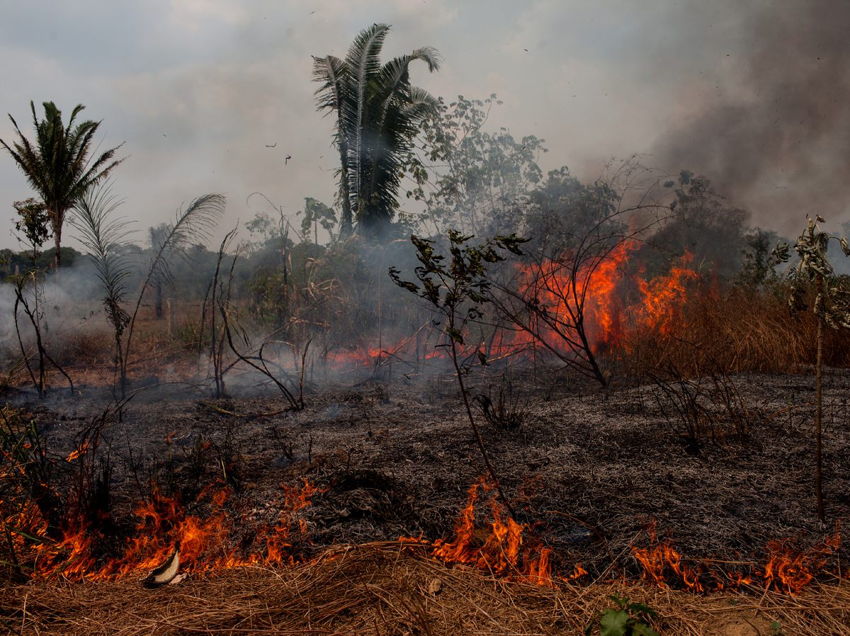 In The Amazon's Fire Season, 'You Either Burn Or You Starve' Morning