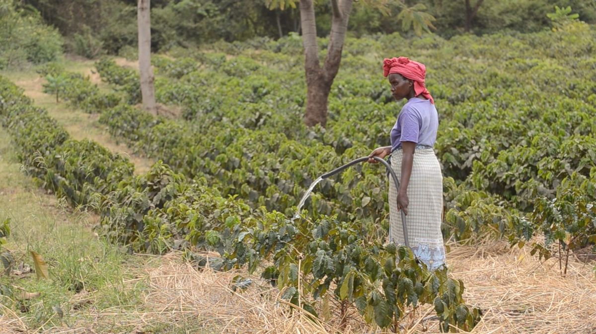 How Climate Change Is Threatening Tanzania's Coffee Growers WNYC