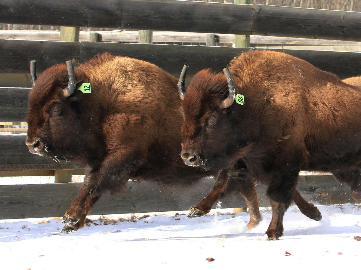 Лесной Бизон (в Канаде) (Bison Bison athabascae). Елки для бизонов. Бизоновая трава Северной Америки. Бизон ТК 16.