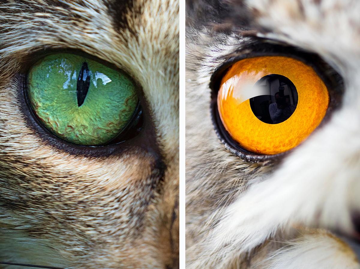 'One Of A Kind' Collection Of Animal Eyeballs Aids Research On Vision ...