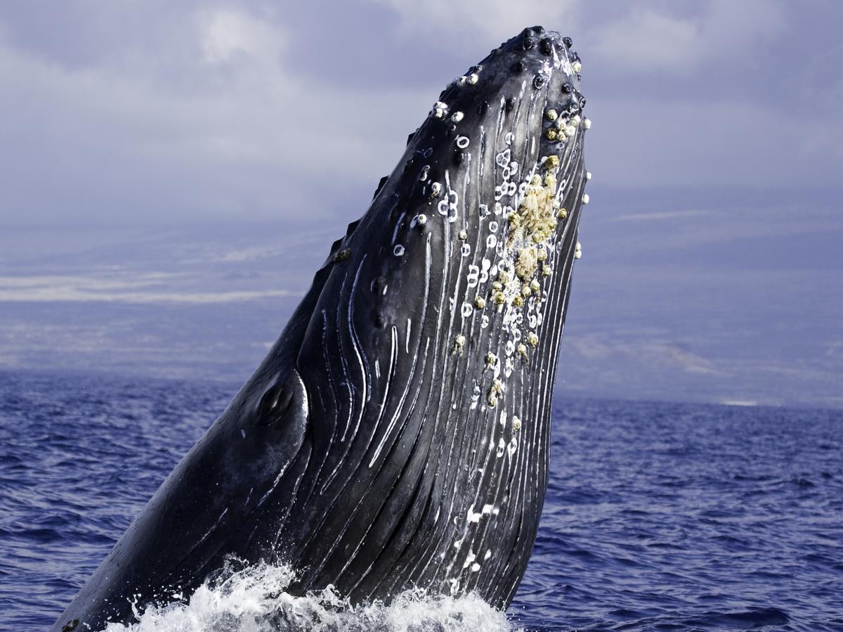 Усоногие рачки на горбатых китах