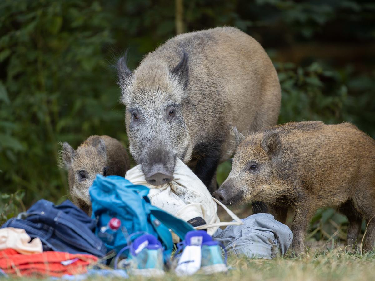 Wild Boars Are Causing Havoc In Germany, But Humans Are Making It Worse