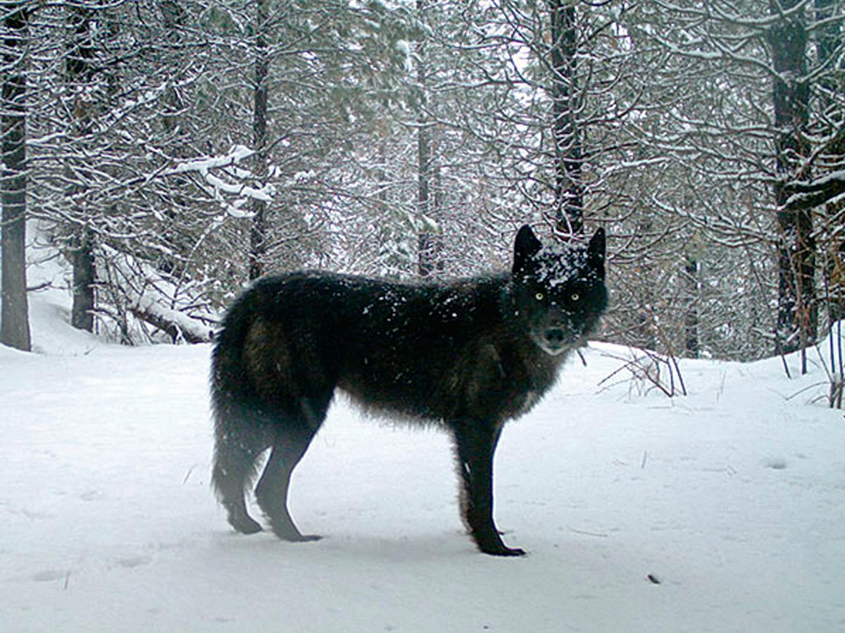 Gray Wolves To Be Removed From Endangered Species List | WNYC | New