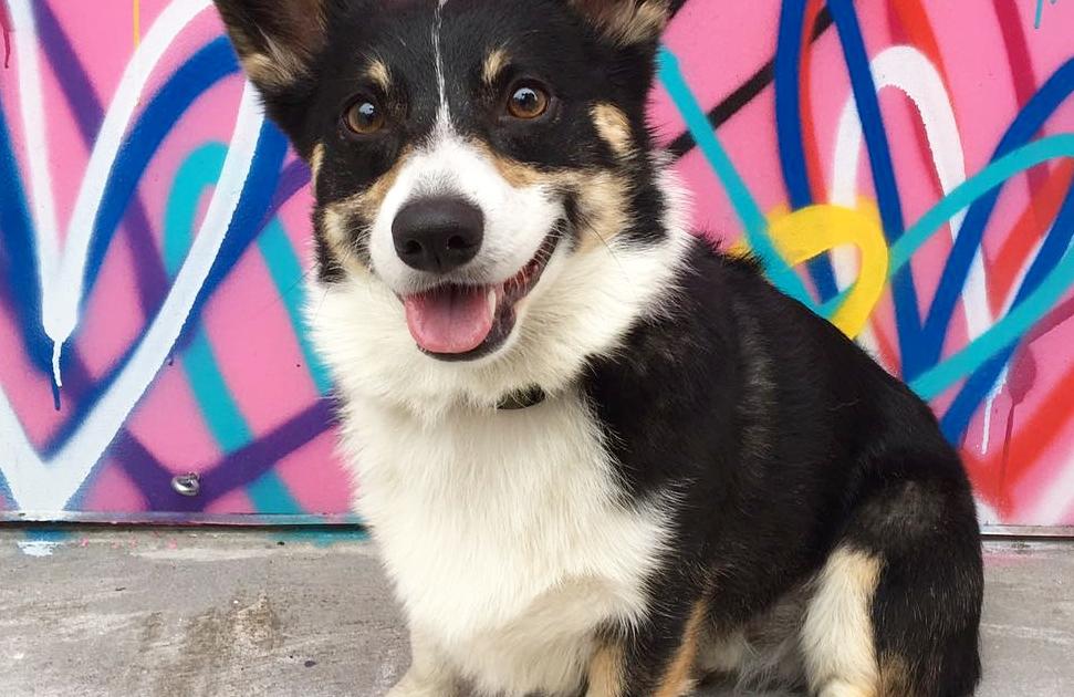 NYC’s Cutest Pet