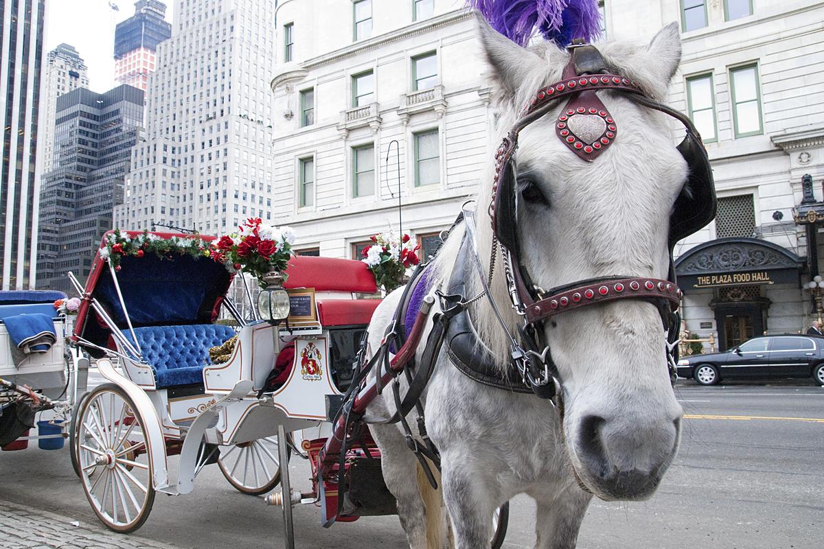 Horse Carriage Ban in New York? De Blasio Wants to Try Again