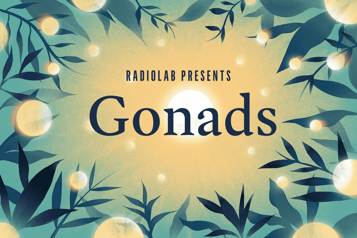 Radiolab Presents: Gonads | WNYC Studios | Podcasts