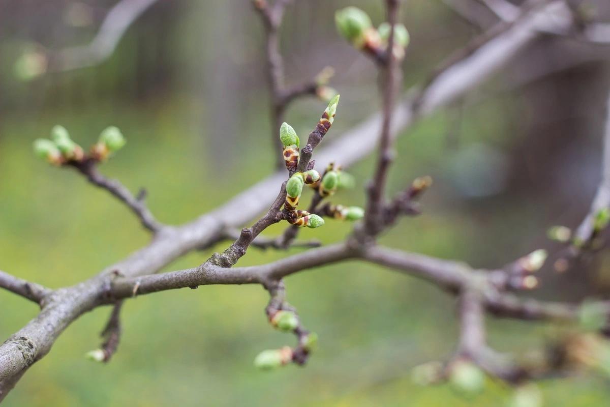 Early Spring, Mumps On The Rise, Gulf Of Maine, Supermassive Black Hole ...