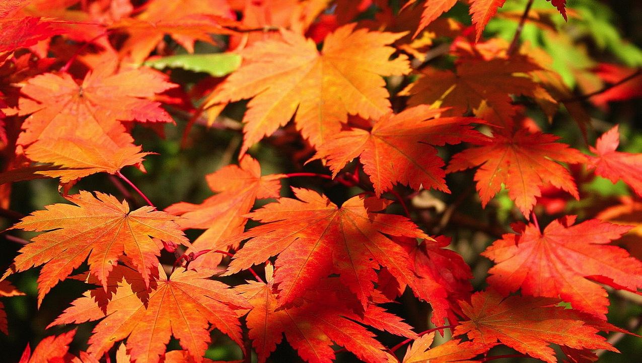 Tell Us Which Piece Helps You Fall for Autumn Showdown High Noon WQXR