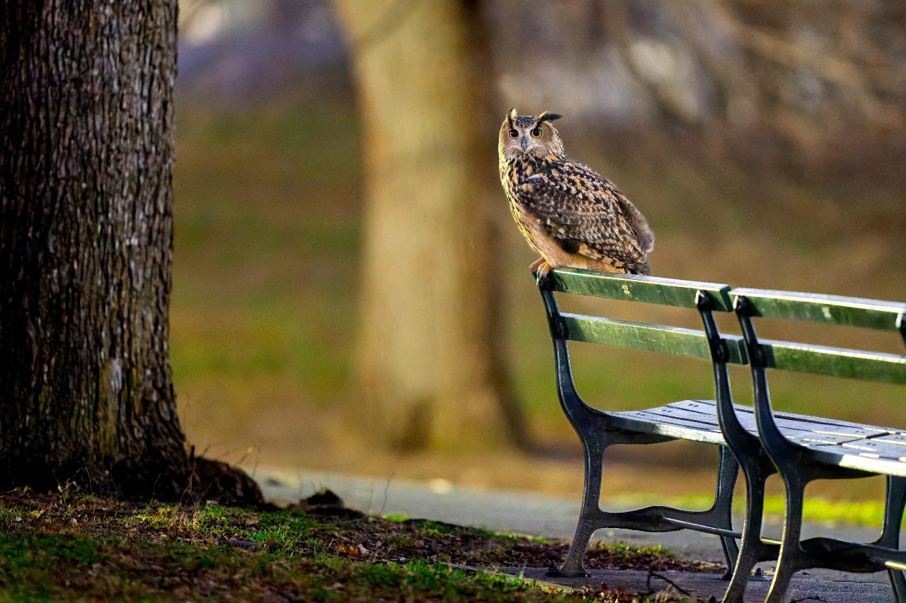 Flaco the Owl is a New York City success story | WNYC | New York Public ...