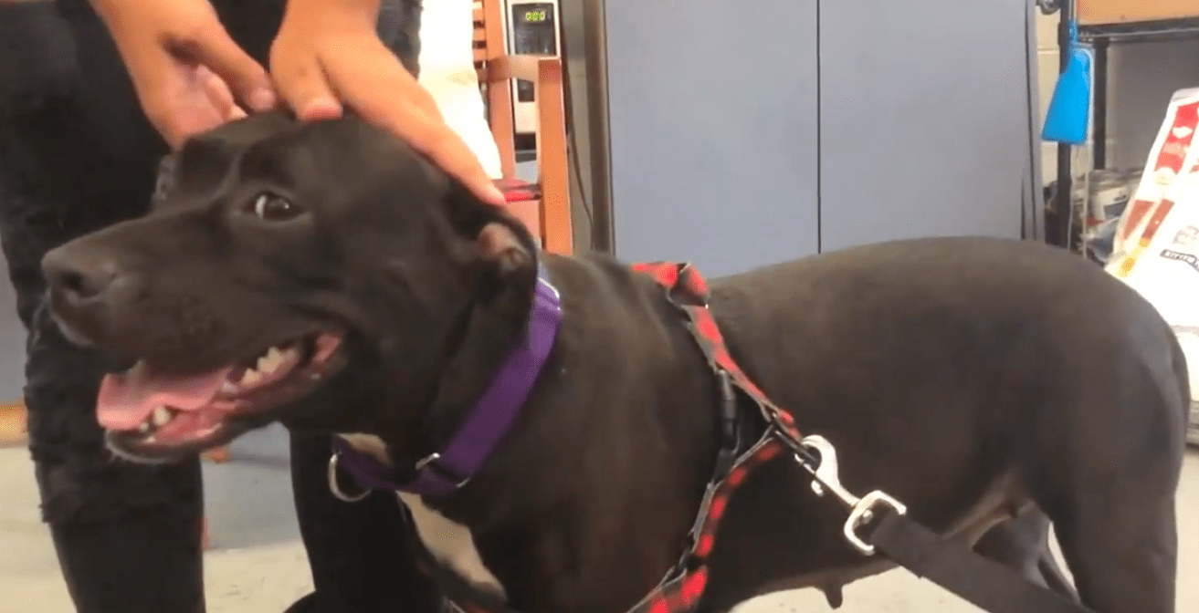 Meet Clayelle Dalferes… American Pitbull Terrier WQXR Editorial WQXR