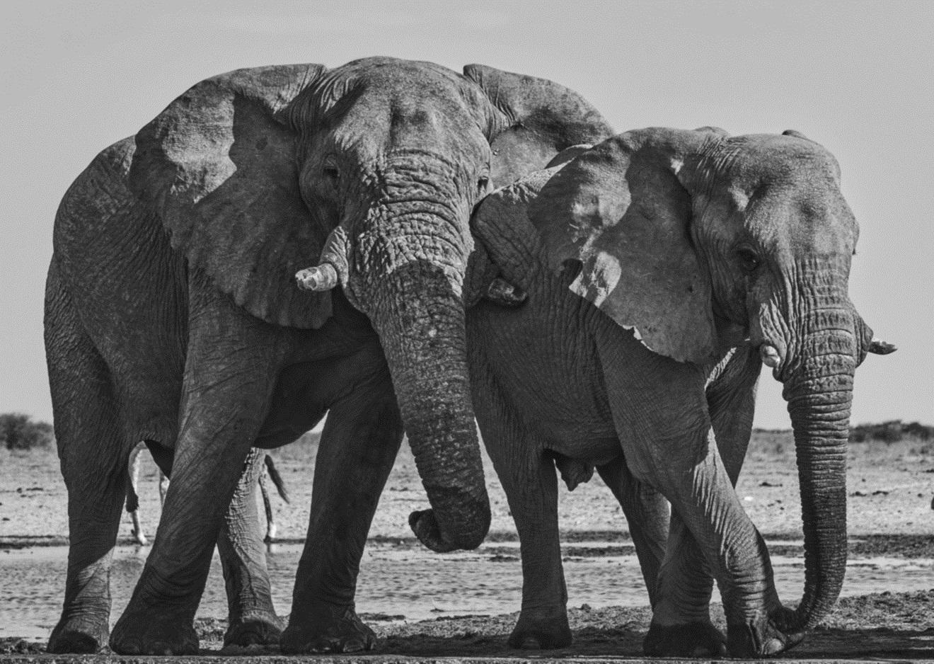 The Complicated Lives, And Social Roles, Of Elephants 