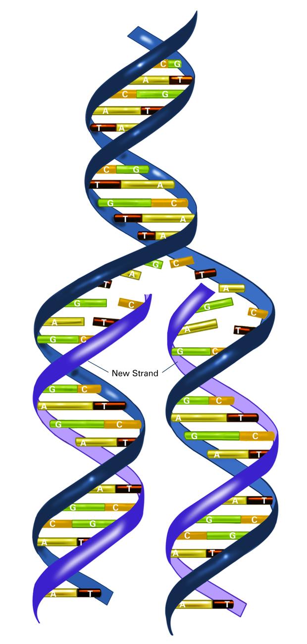 Can Companies Patent Human Genes?