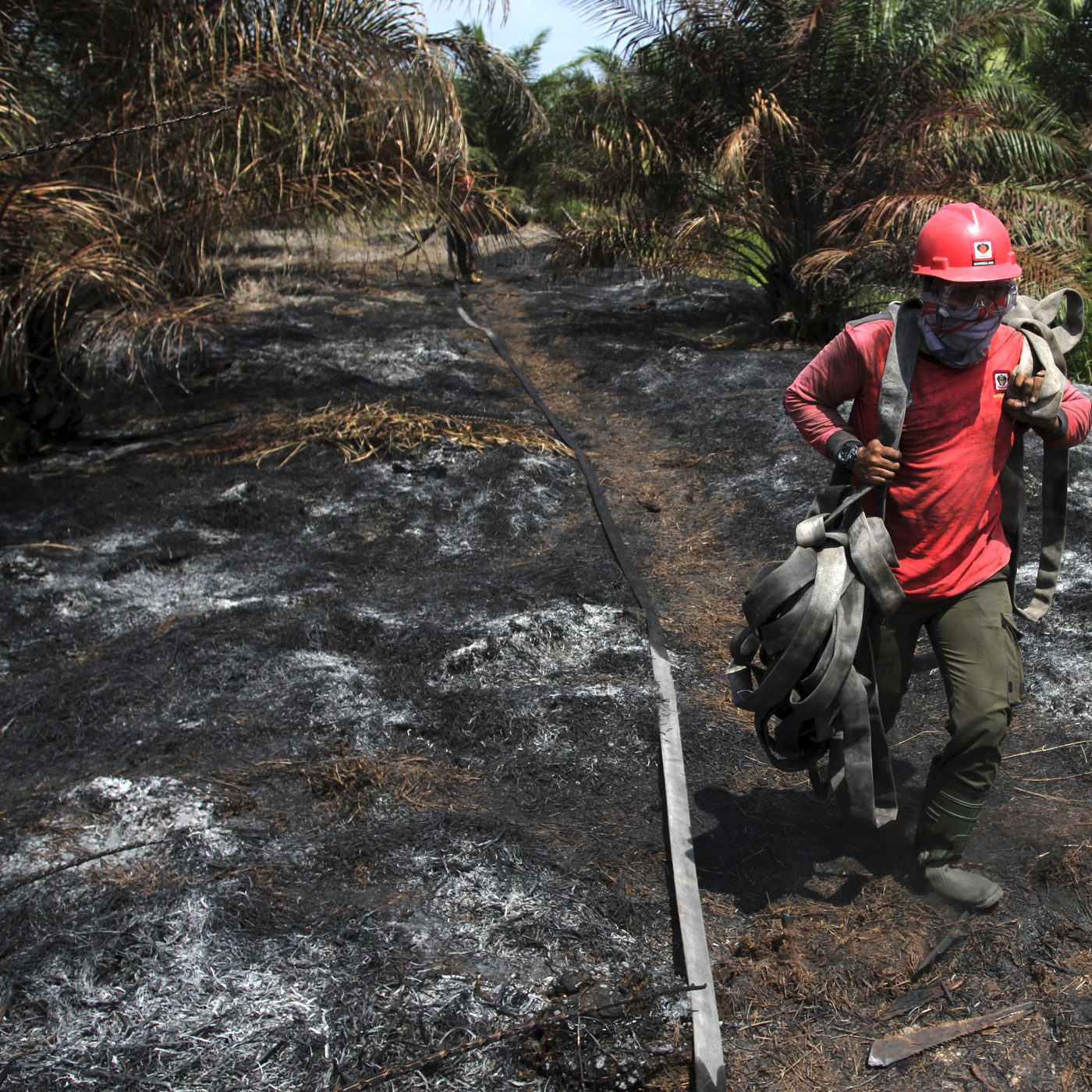 Palm Oil Production Linked to Massive Forest Fires in Indonesia