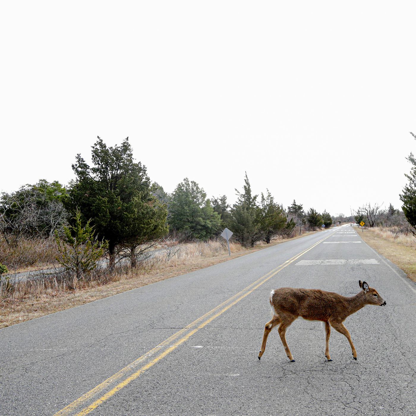 How Climate Change Drives Deer Populations