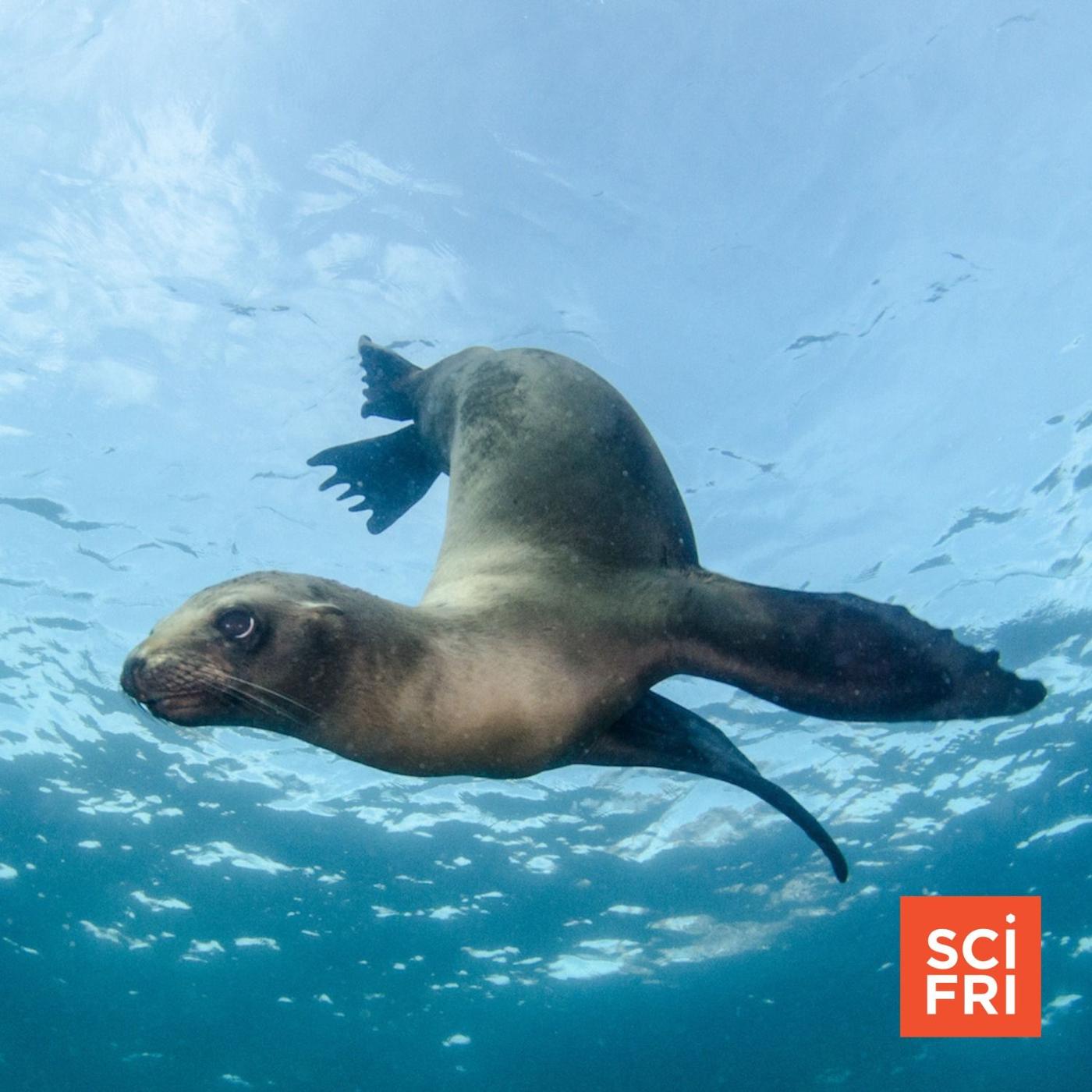 Swimming Sea Lions Teach Engineers About Fluid Dynamics