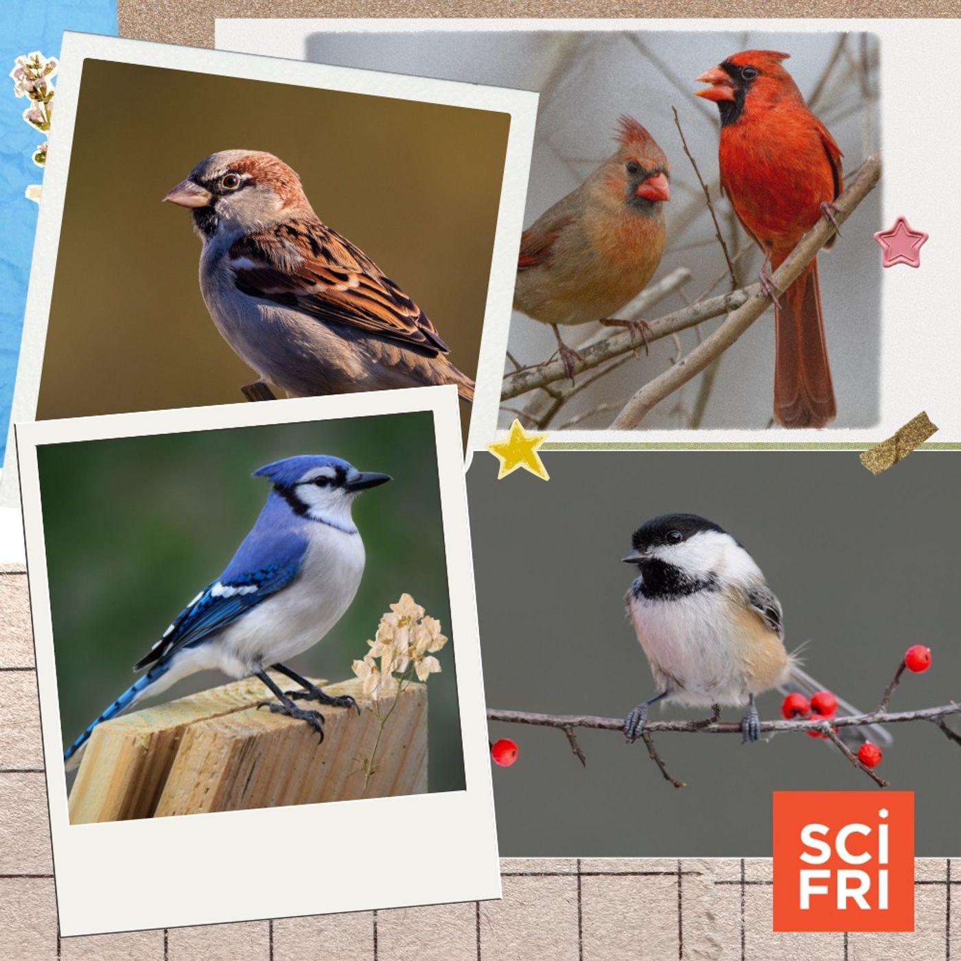 'Just' A Blue Jay? Don't Overlook These Magnificent Common Birds ...