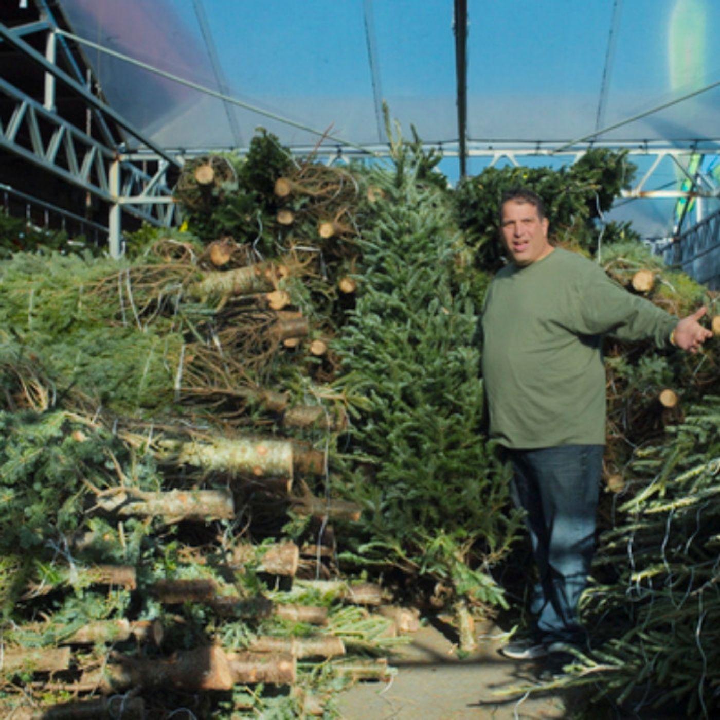 Merchants of Joy' Follows NYC Christmas Tree Sellers | All Of It | WNYC ...