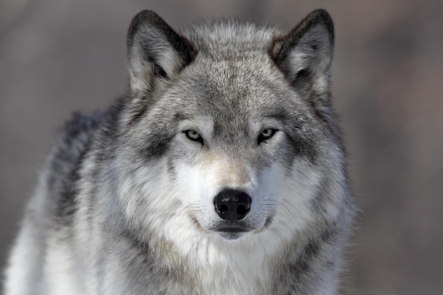 Grey Wolf