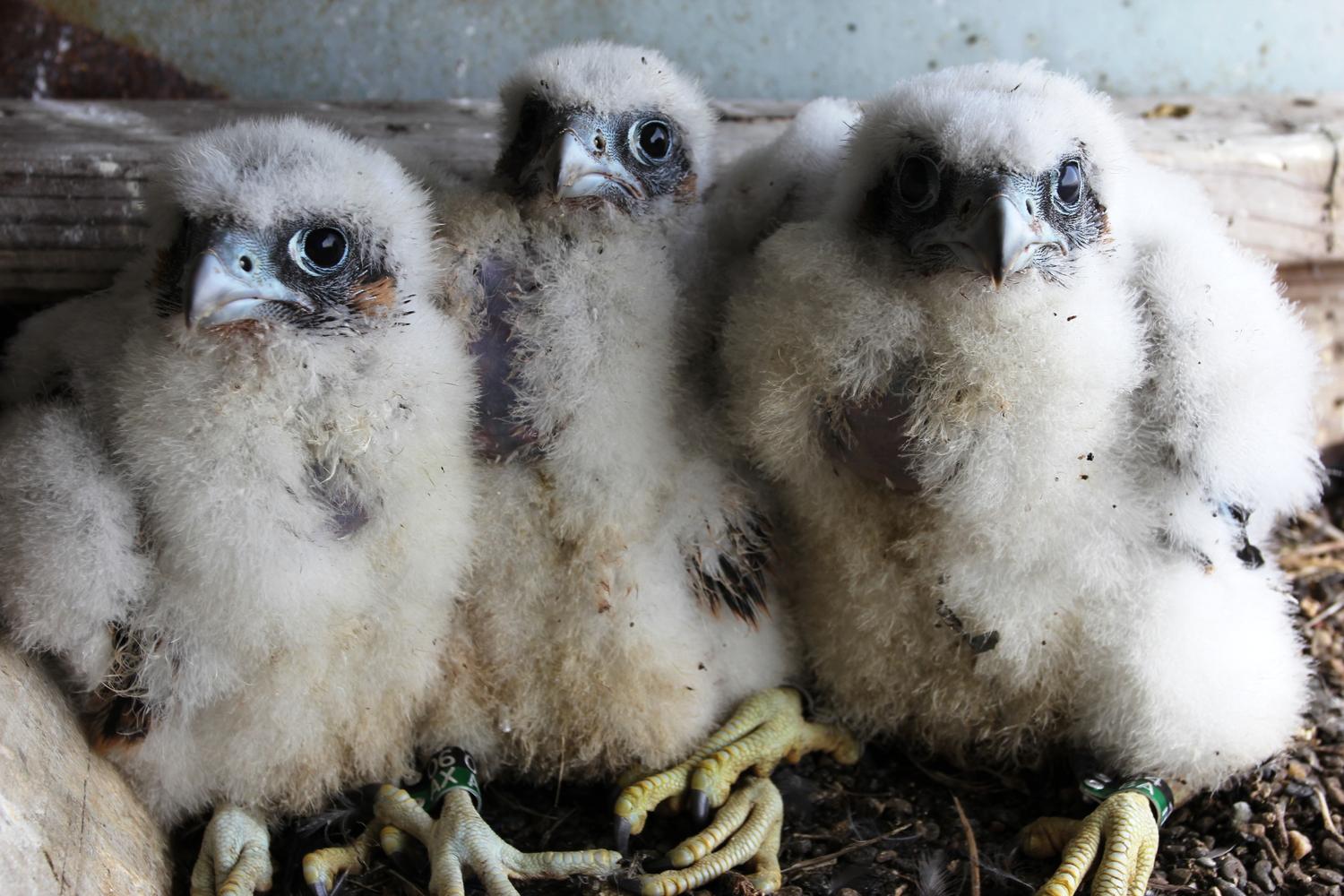 SLIDESHOW: Baby Falcons Nest High Above New York City | WNYC | New York ...