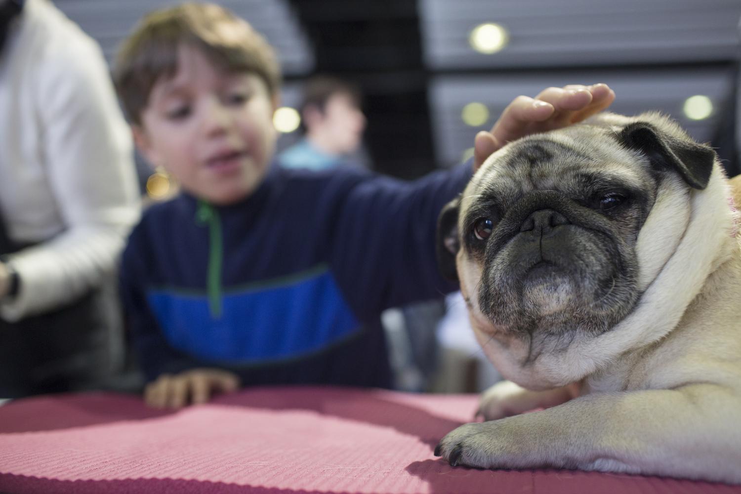 are pugs and chow chows compatible