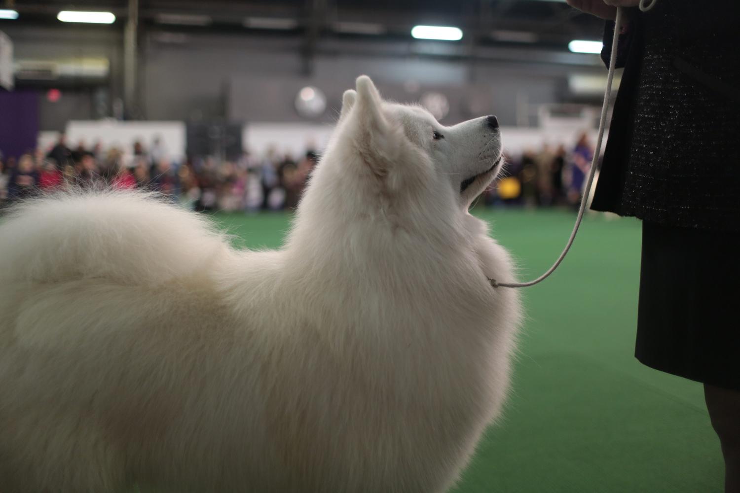 On the Line at the Westminster Kennel Club | WNYC | New York Public Radio, Podcasts ...