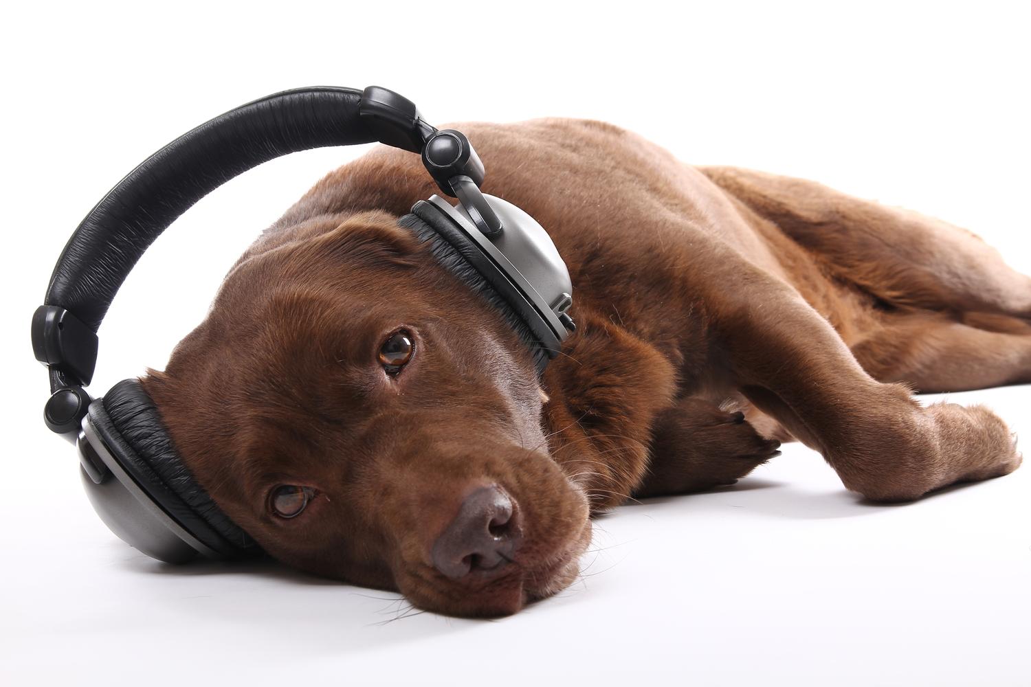 The Most Relaxing Songs Ever Soundcheck New Sounds