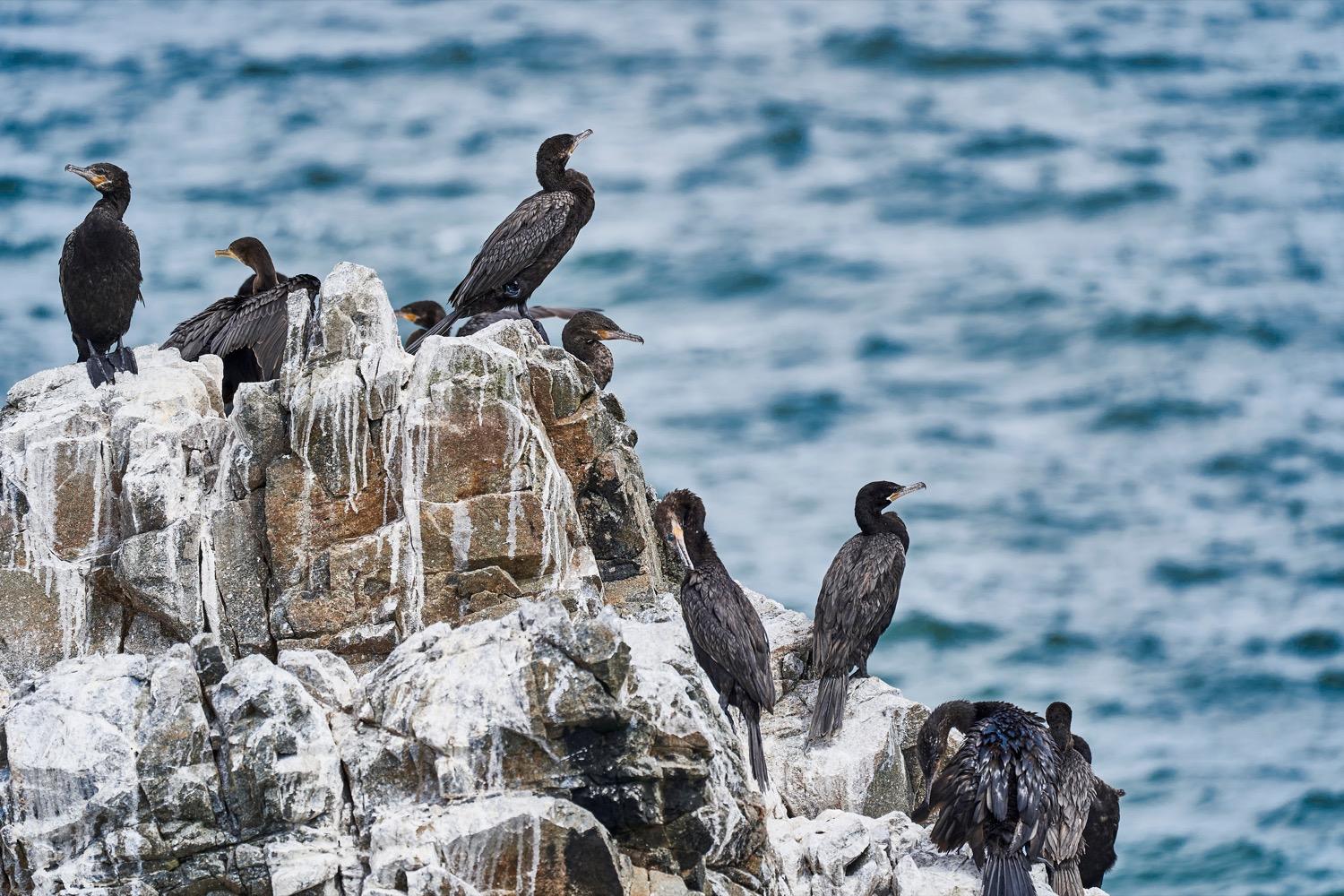 Seabird Poop, 'Prehistoric Planet' TV Show, Dry Great Plains, Six Foods For A Changing Climate. May 20, 2022, Part 2 | Science Friday - WNYC Studios