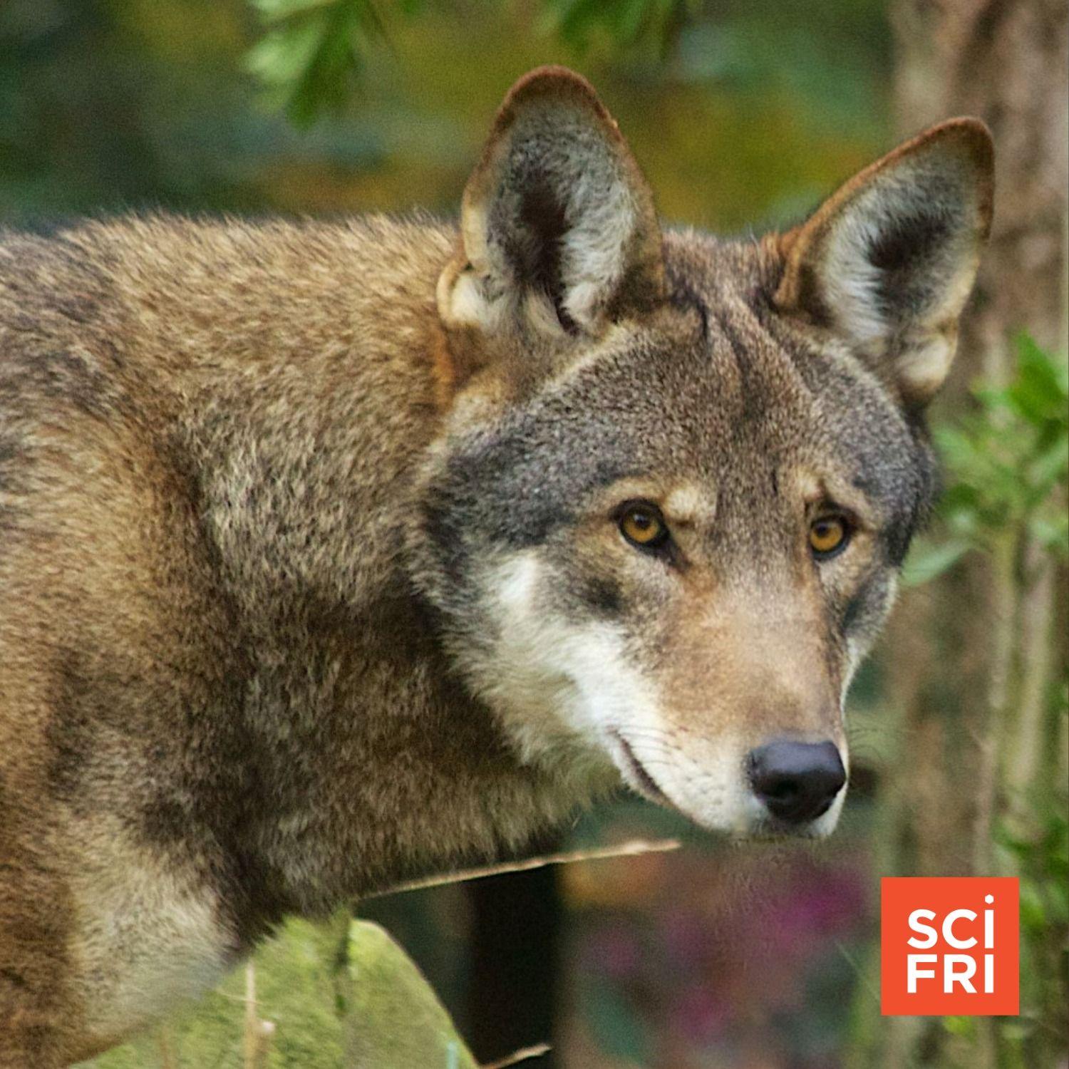 (Part 2) Endangered Species Act At 50 Orchids And Red Wolves Science