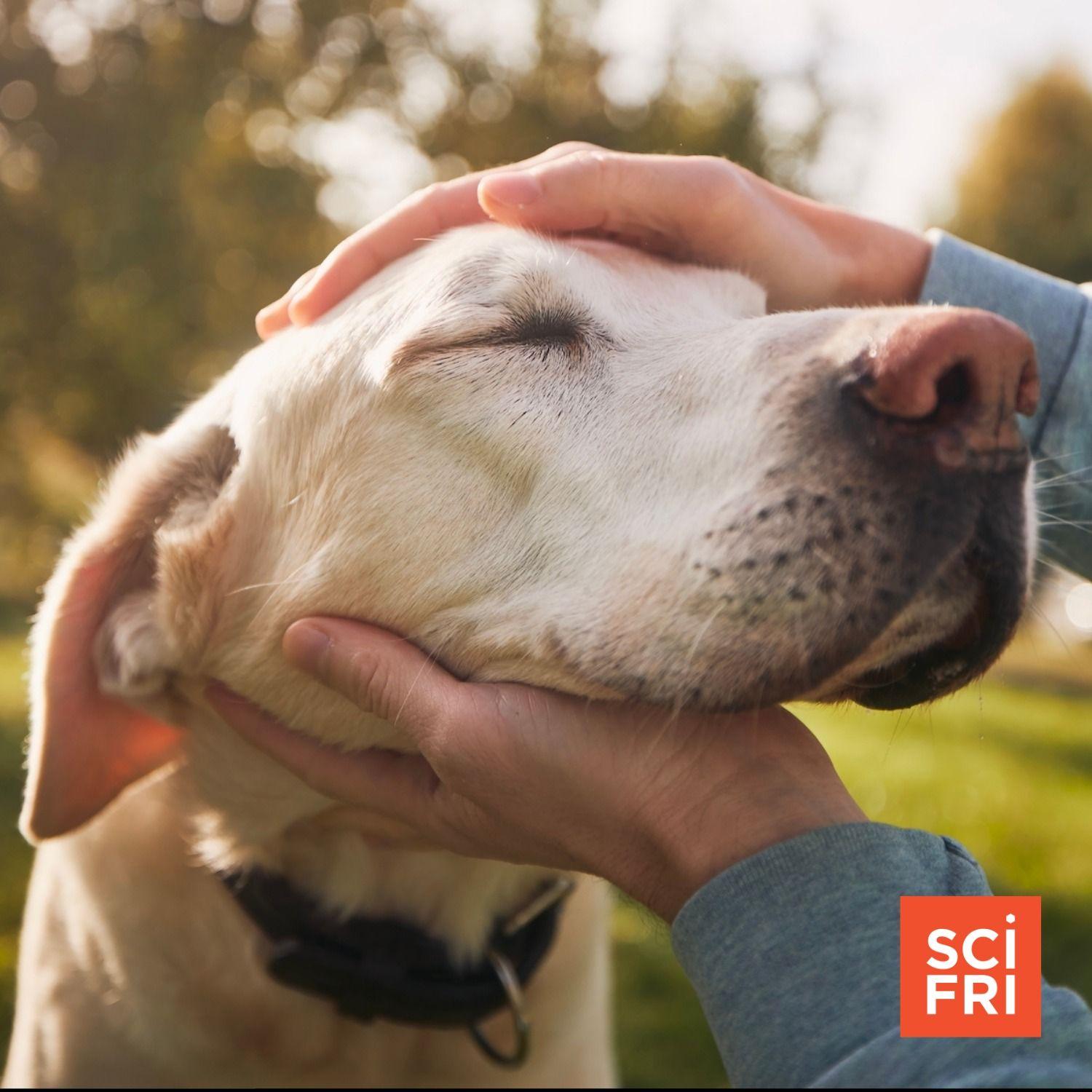 Beware! The Surprising Canine Illness Mimicking Chicken Pox - 9uhpaat