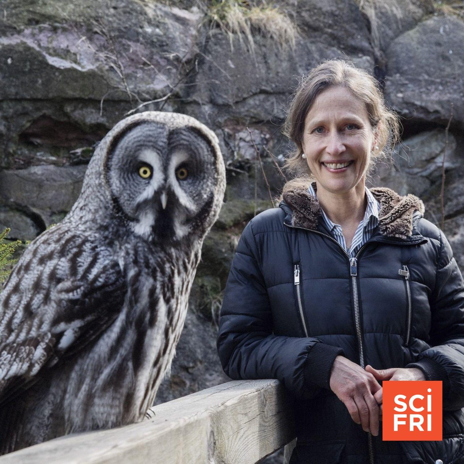 Unmasking Owls’ Mysteries | Why It Feels So Good To Eat Chocolate ...