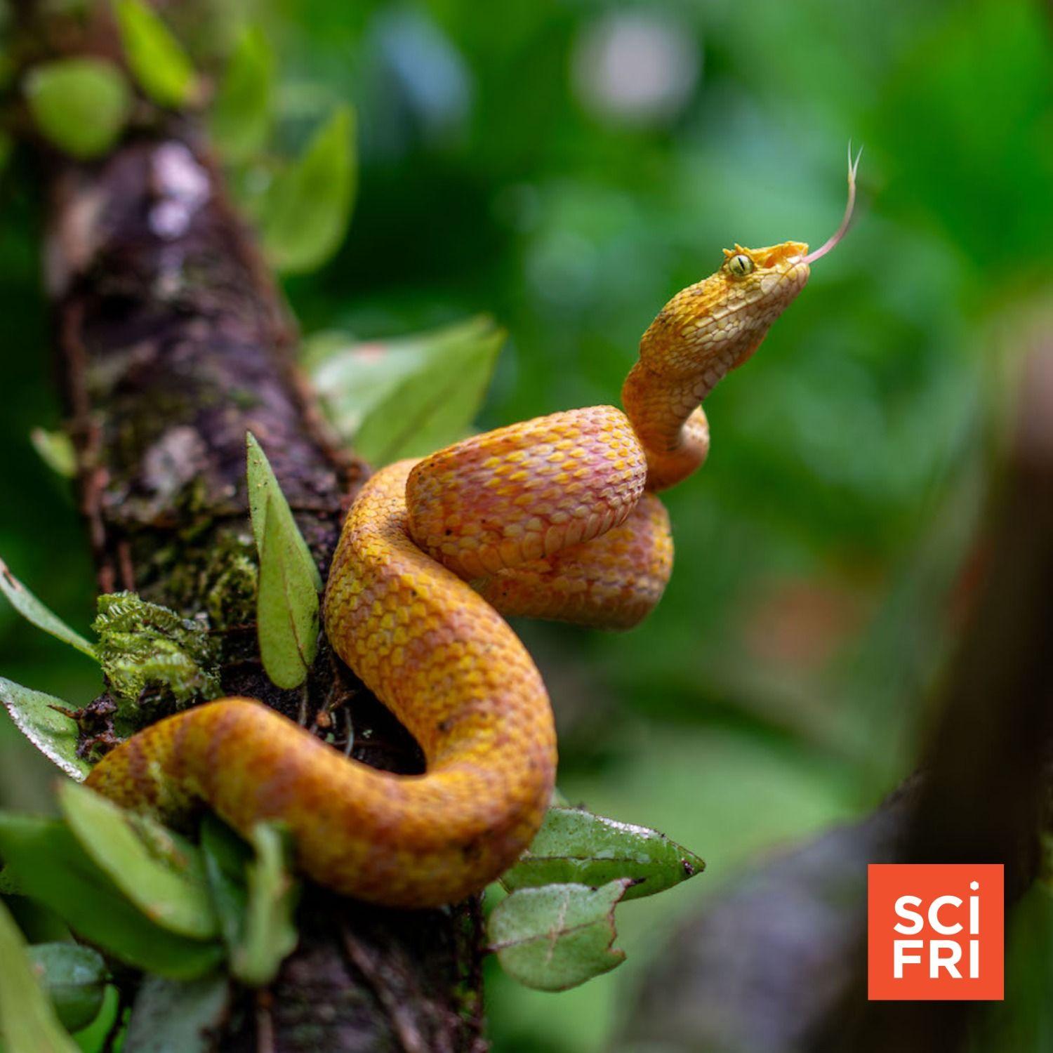 Snakes Are Evolutionary Superstars Whale Song Is All In The Larynx