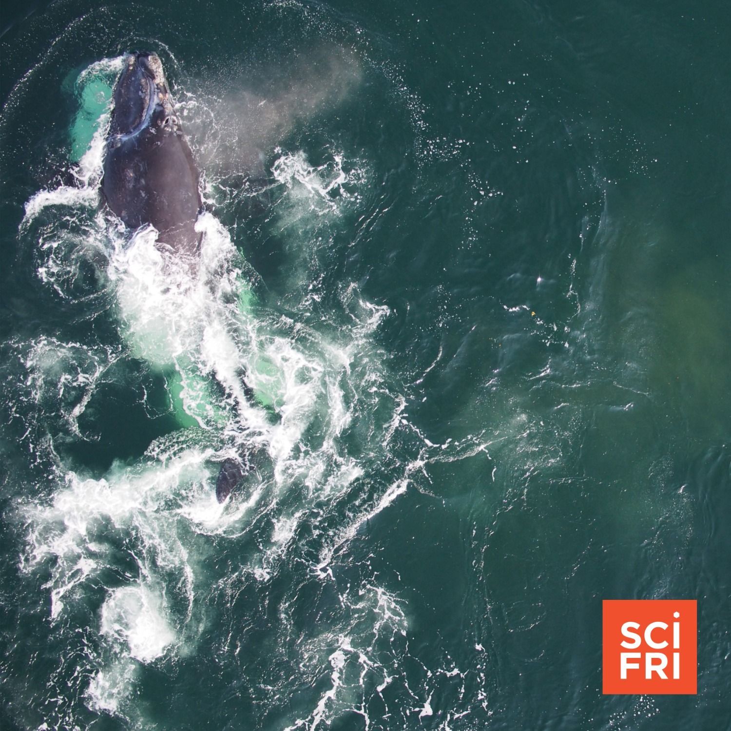 The Complicated Truths About Offshore Wind And Right Whales Science