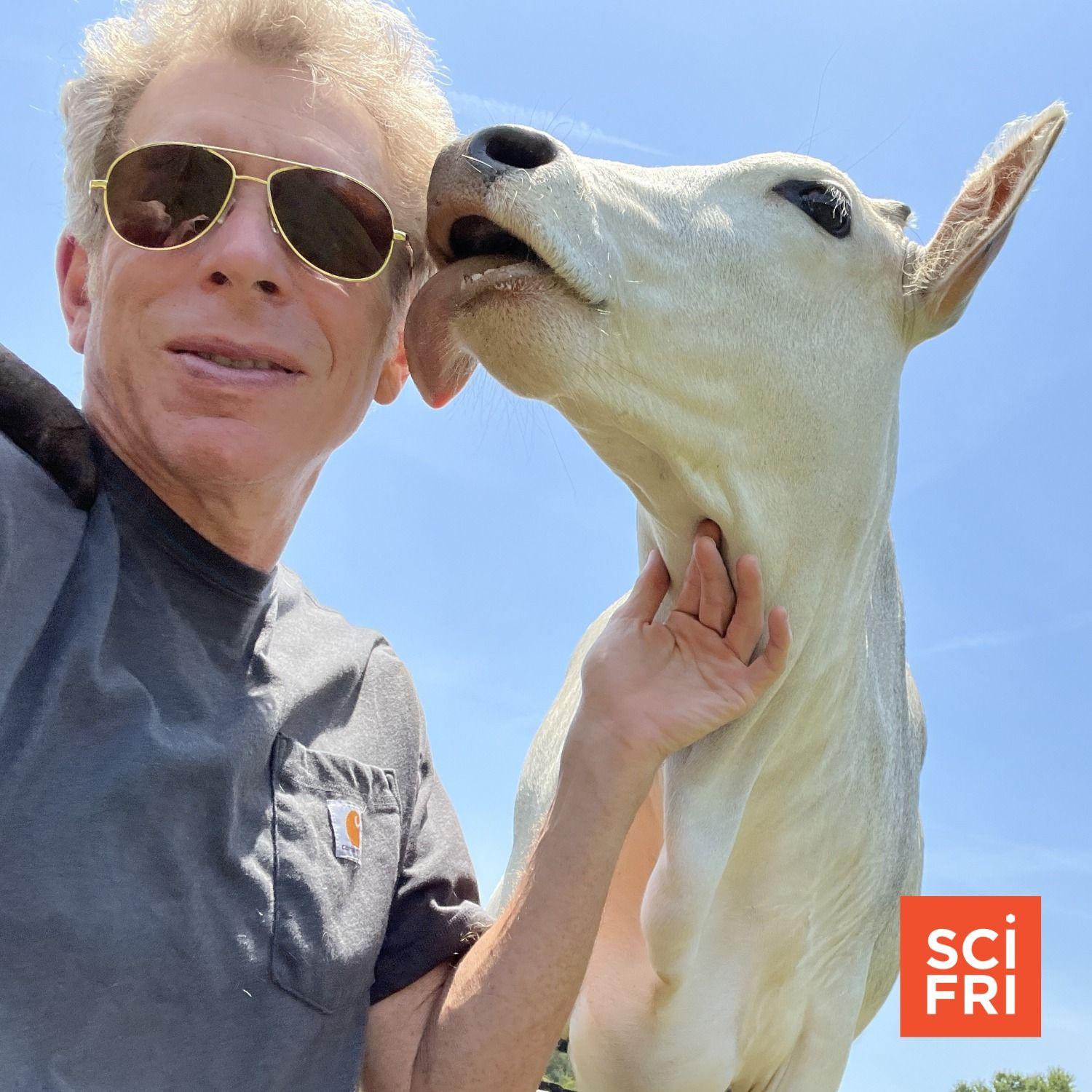 To This Neuroscientist, Cows Are Like Puppies Science Friday WNYC