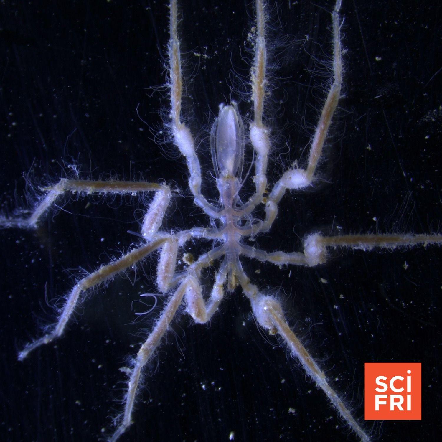 How These Spiders At The Bottom Of The Sea Eat Methane | Science Friday | WNYC Studios