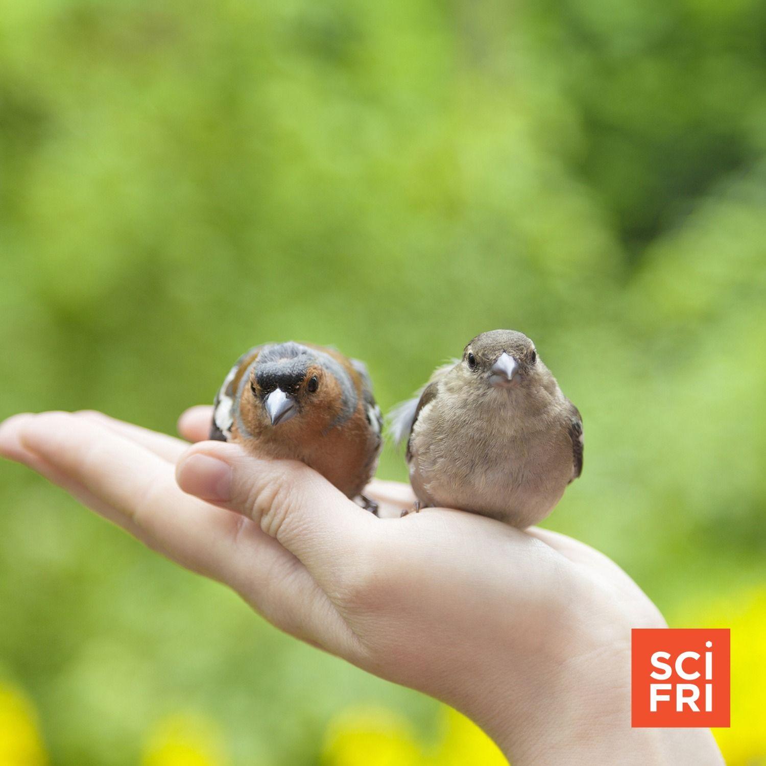 Expanding Our Umwelt: Understanding Animal Experiences | Science Friday ...