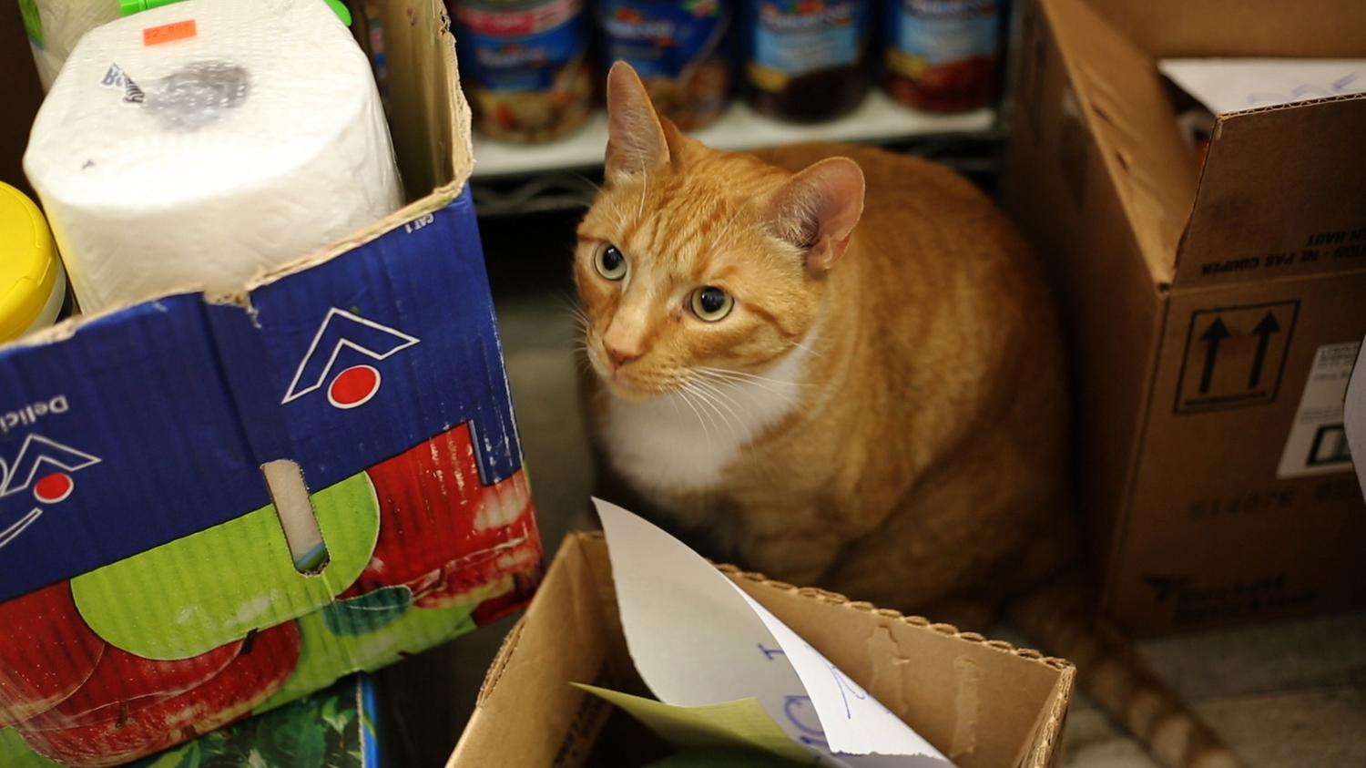 Bodega Cats In Their Own Words Oliver of the Upper West Side WNYC