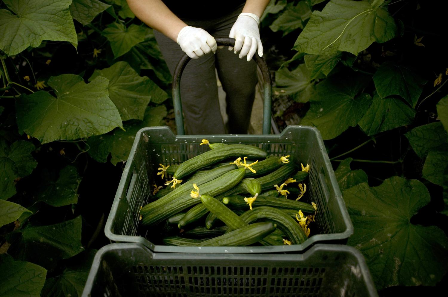 Obama Proposes Radical Overhaul of Nation’s Food Safety Operations | The Takeaway | WNYC