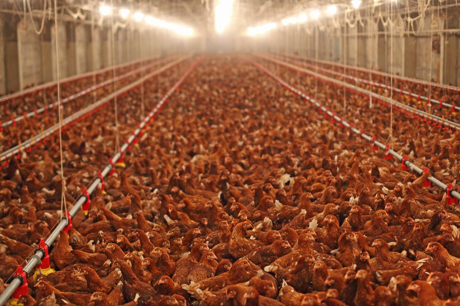 The Stranglehold Of Industrial Farming The Leonard Lopate Show WQXR   Shutterstock Poultry 