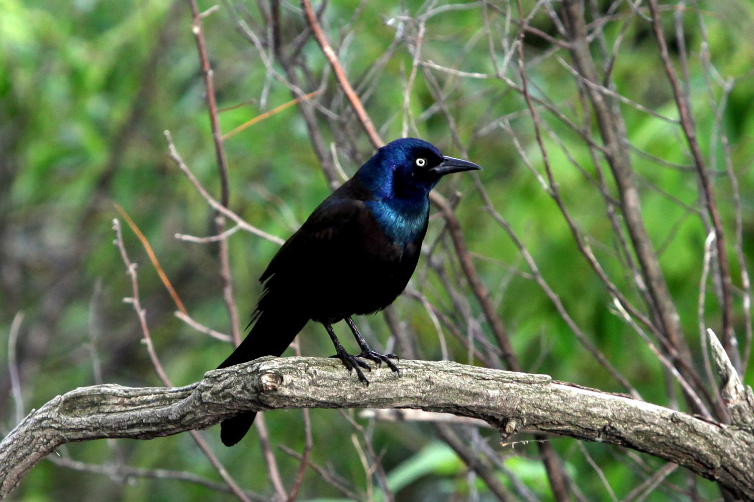 Migrating Birds Make Pit Stop in Central Park | WNYC | New York Public ...